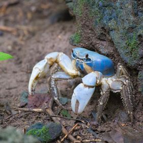 Blue crab. Photo: Chris Bray