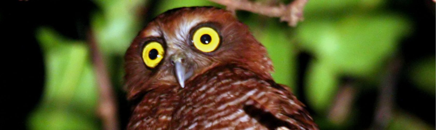 Christmas Island hawk-owl. Photo: Christmas Island Tourism Association