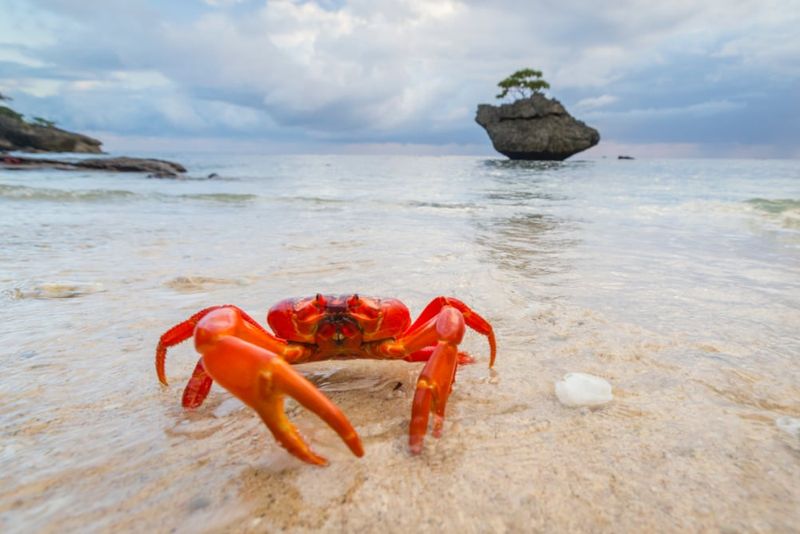 Red crab bathing in the sea. Photo: Chris Bray.