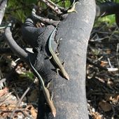 Blue-tailed skinks arrive on Pulu Blan Madar