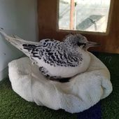 White-tailed tropic bird recovering at the seabird rehabilitation facility