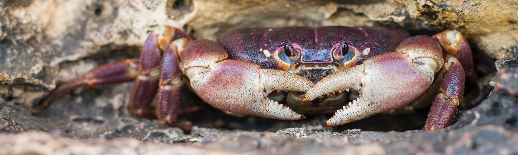 Purple crab. Photo: Wondrous World Images