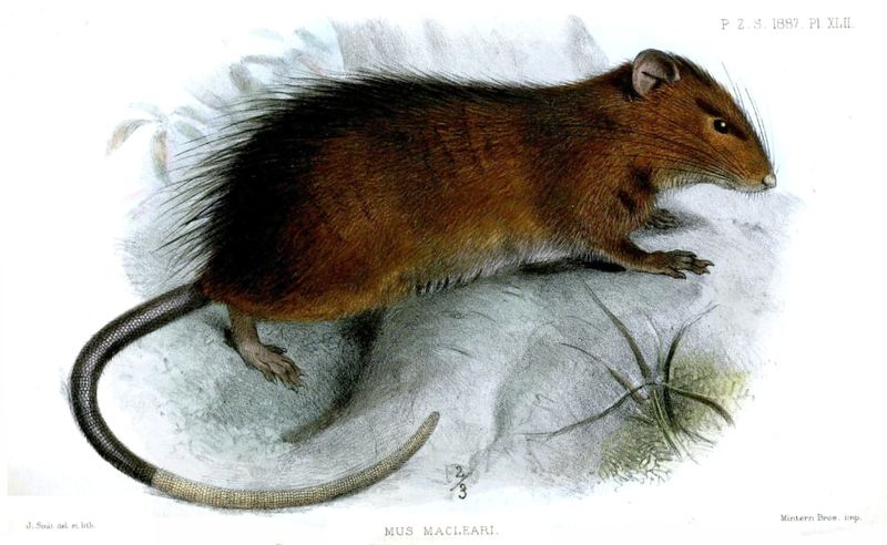 Maclear's rat| one of the first species to die out on Christmas Island after human settlement. Lithograph: Joseph Smit.