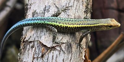 Christmas Island blue-tailed skink on a log.