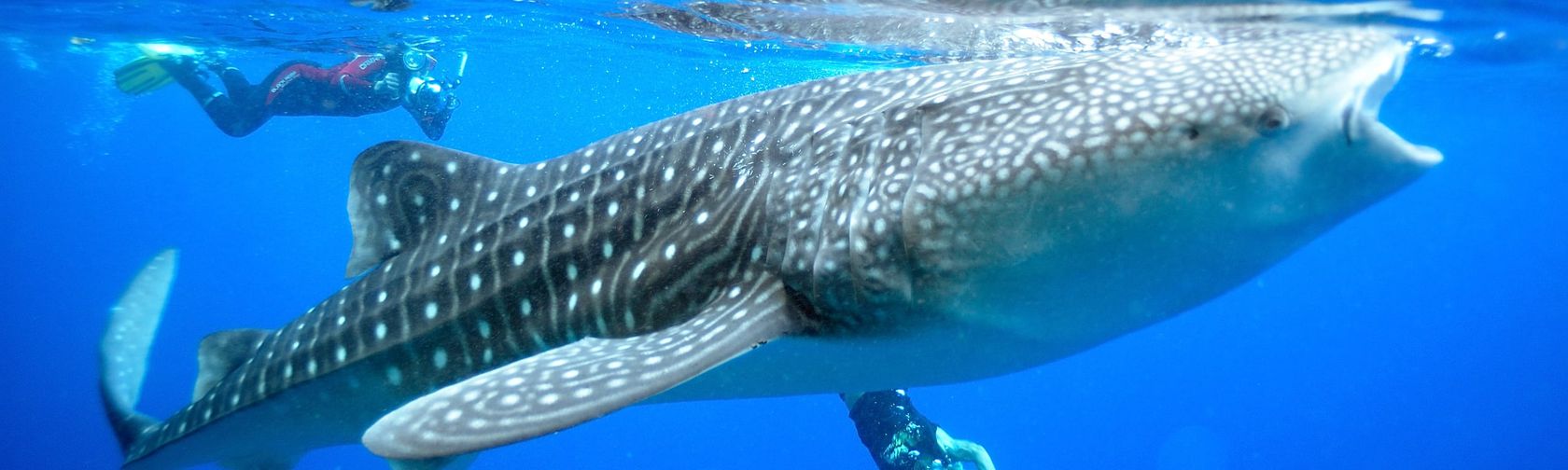 Snorkelling with a whale shark: Photo: Gunter Noack / Christmas Island Tourism Association