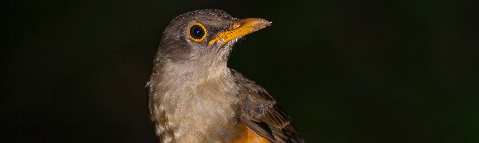 Christmas Island thrush. Photo: [Wondrous World Images](https://www.wondrousworldimages.com.au)