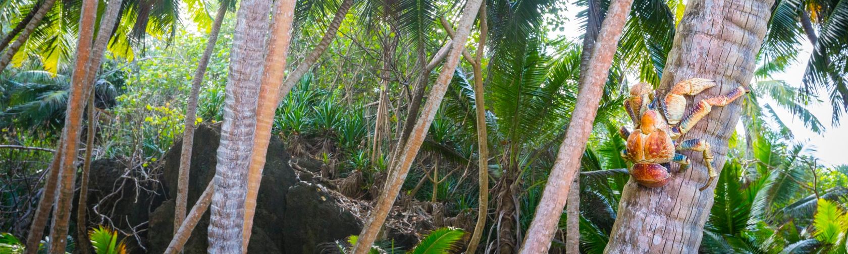 Robber crab – the largest land crab on Earth. Photo: Chris Bray