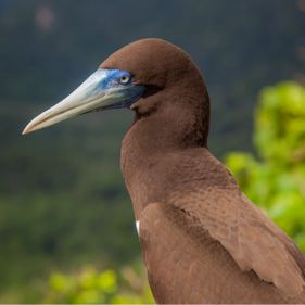 Brown booby. Photo: Wondrous World Images