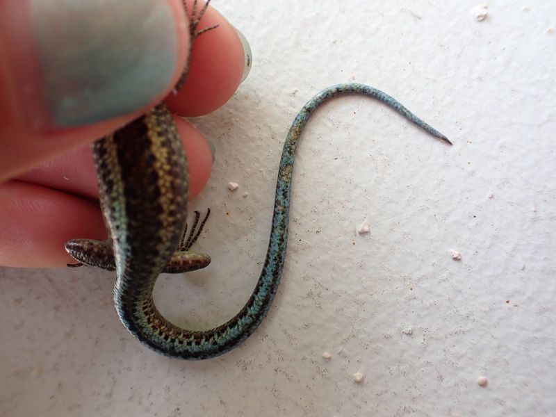 A skink’s damaged tail.