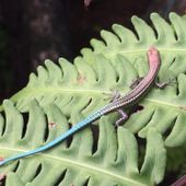 Blue-tailed skink