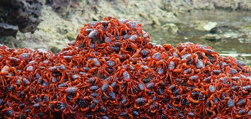 Crabs massing on the rocks.