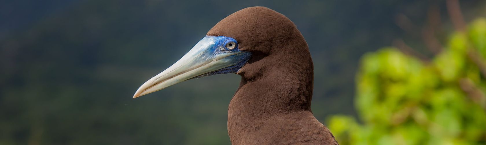 Brown booby. 